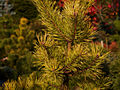 Pinus sylvestris Krzysiek IMG_1785 Sosna pospolita